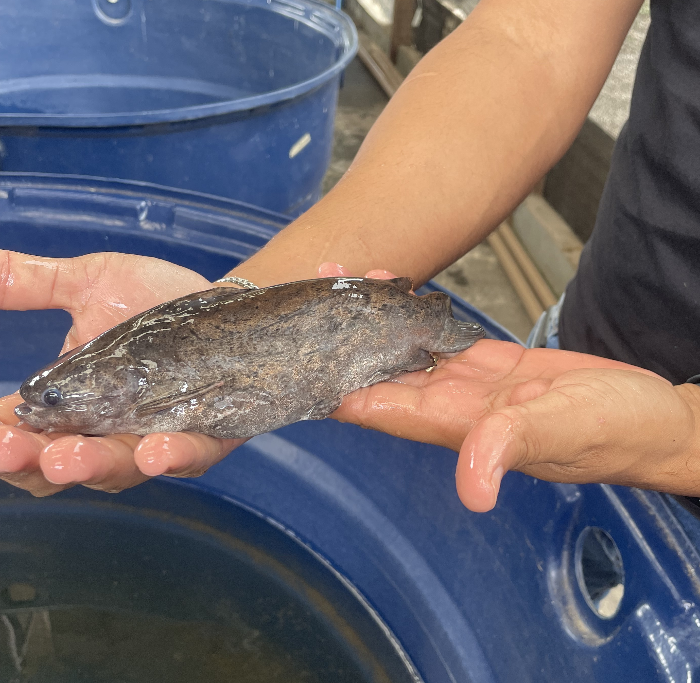 “Projeto Bagrinho”: projeto de pesquisa da UFMA visa preservar peixe típico da região da Baixada Maranhense