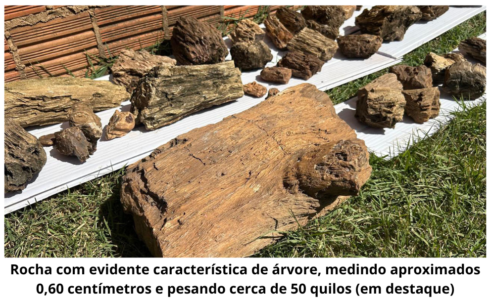 Rocha com evidente característica de árvore.png