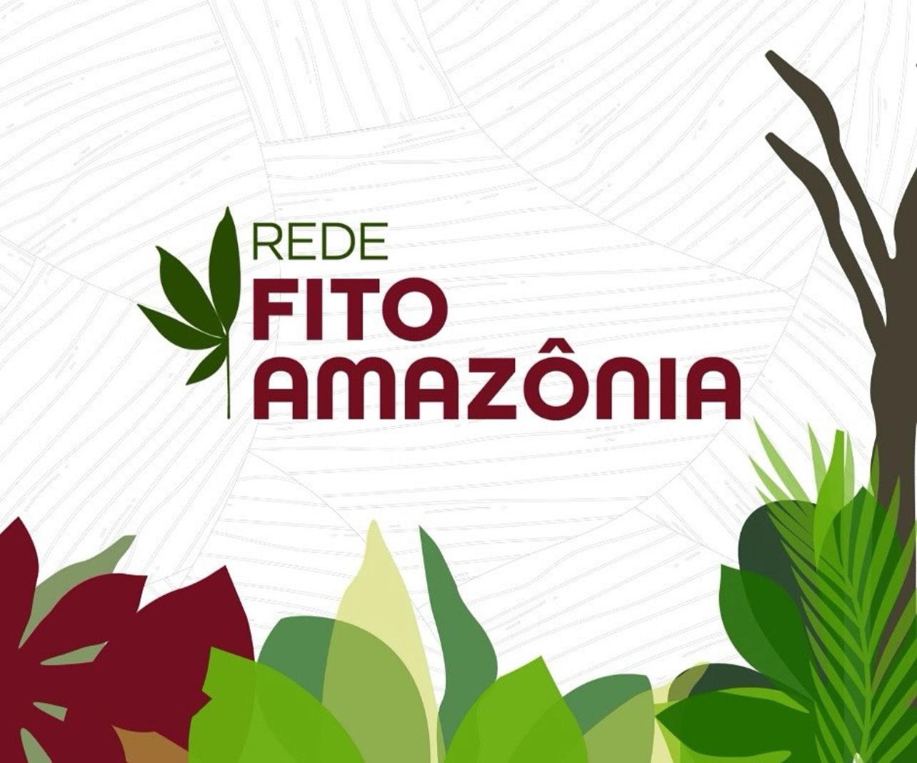 UFMA lidera rede nacional de pesquisa sobre bioprodutos amazônicos com apoio do CNPq