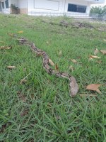 Entre a ciência e a natureza: cobra encontrada no Planetário da UFMA reforça a importância dos animais silvestres