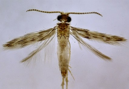 “Neotrichia anamariae”: Professora de biologia do Colun descobre nova espécie e publica estudo em revista científica de renome