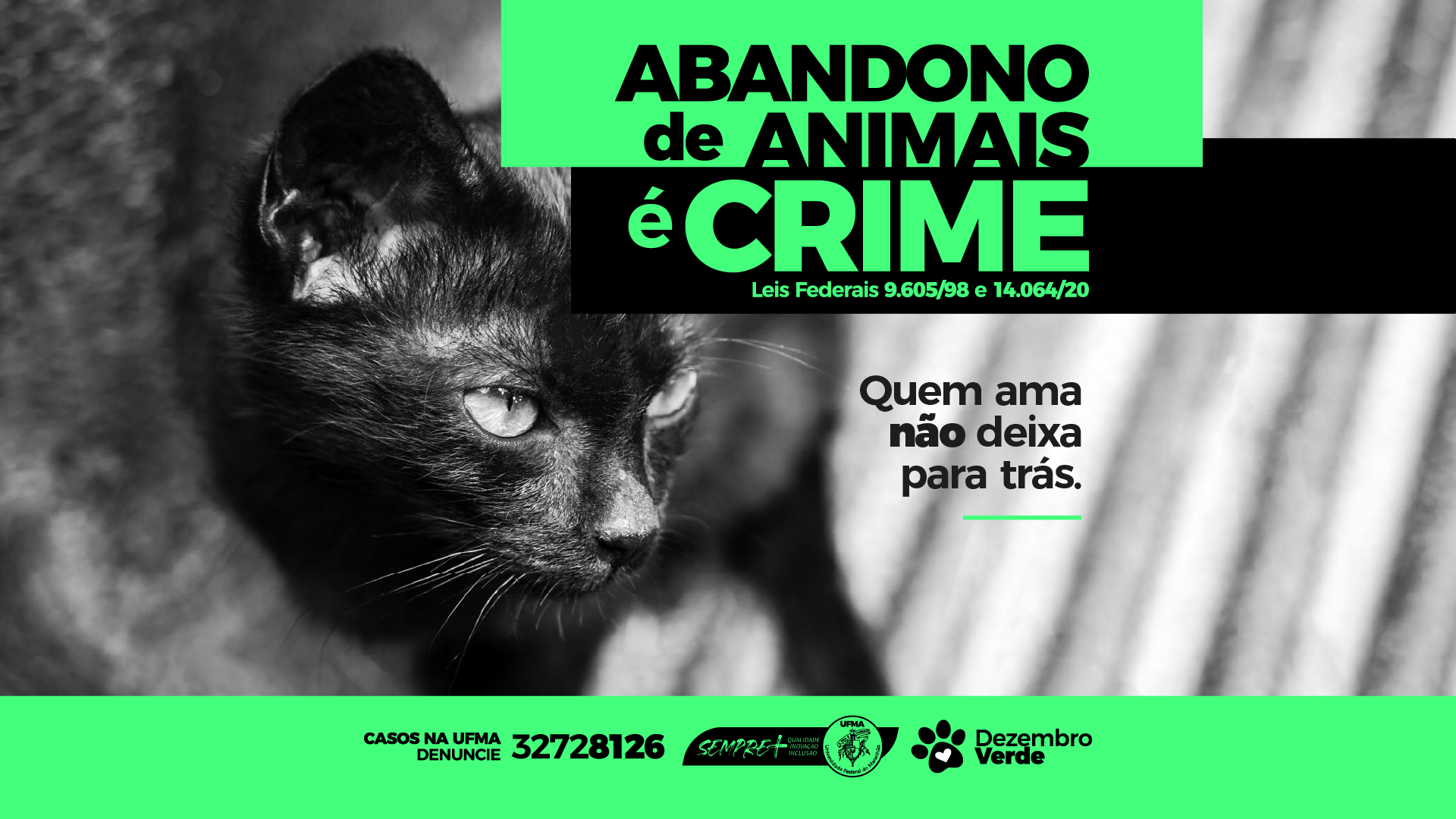 Abandono de animais: UFMA faz alerta sobre crime ambiental