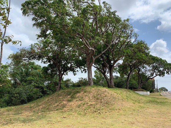 Arborização da UFMA, em São Luís, já resultou no plantio de mais de 800 mudas.jpg