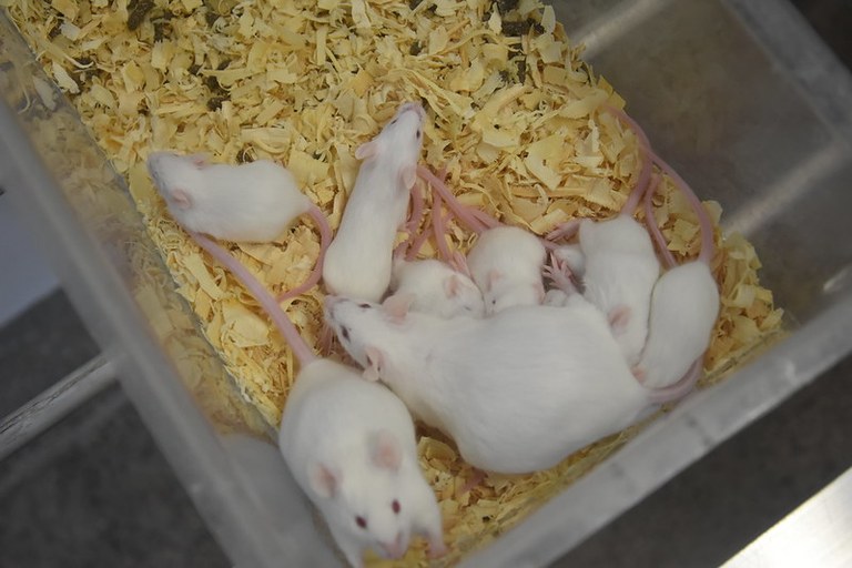 Biotério Central realiza I treinamento de responsabilidade técnica e curso de manejo básico para animais em experimentação na UFMA (3).jpg