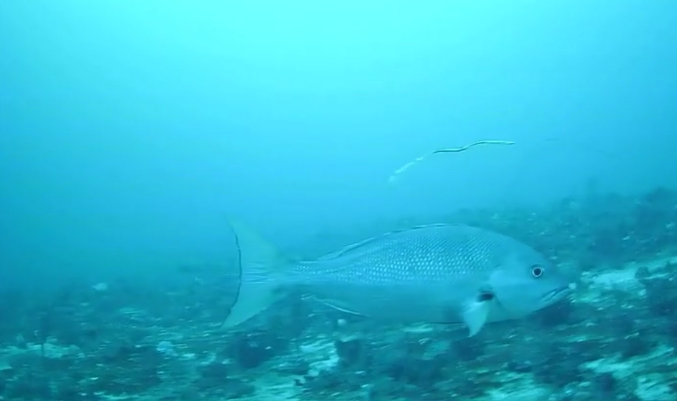 Cruzeiro científico estuda área de ocorrência do Pargo, peixe em risco de extinção.png