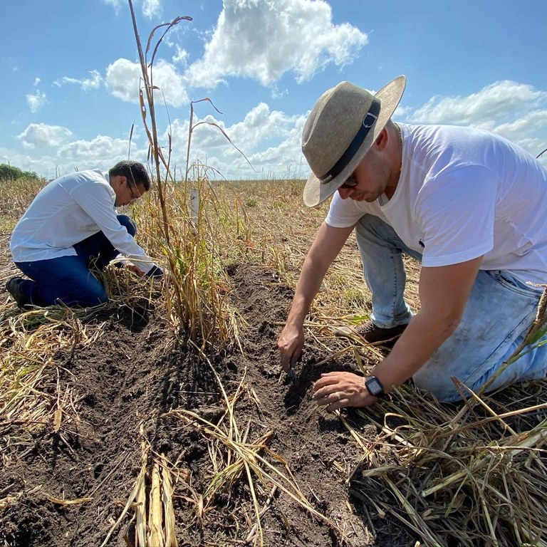 Daninhas na mira pesquisa busca controle de plantas nocivas às lavouras de soja na região do Baixo Parnaíba (2).jpeg