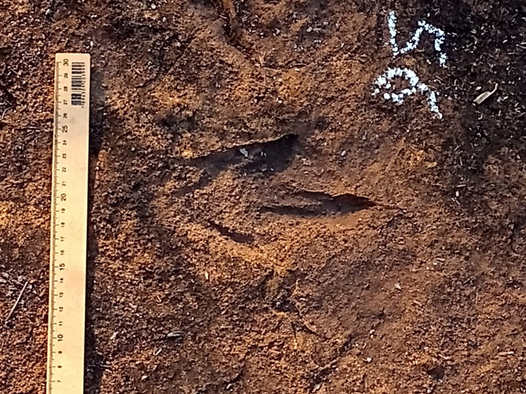 Descoberta de pegadas de dinossauros no Maranhão rende à UFMA destaque internacional