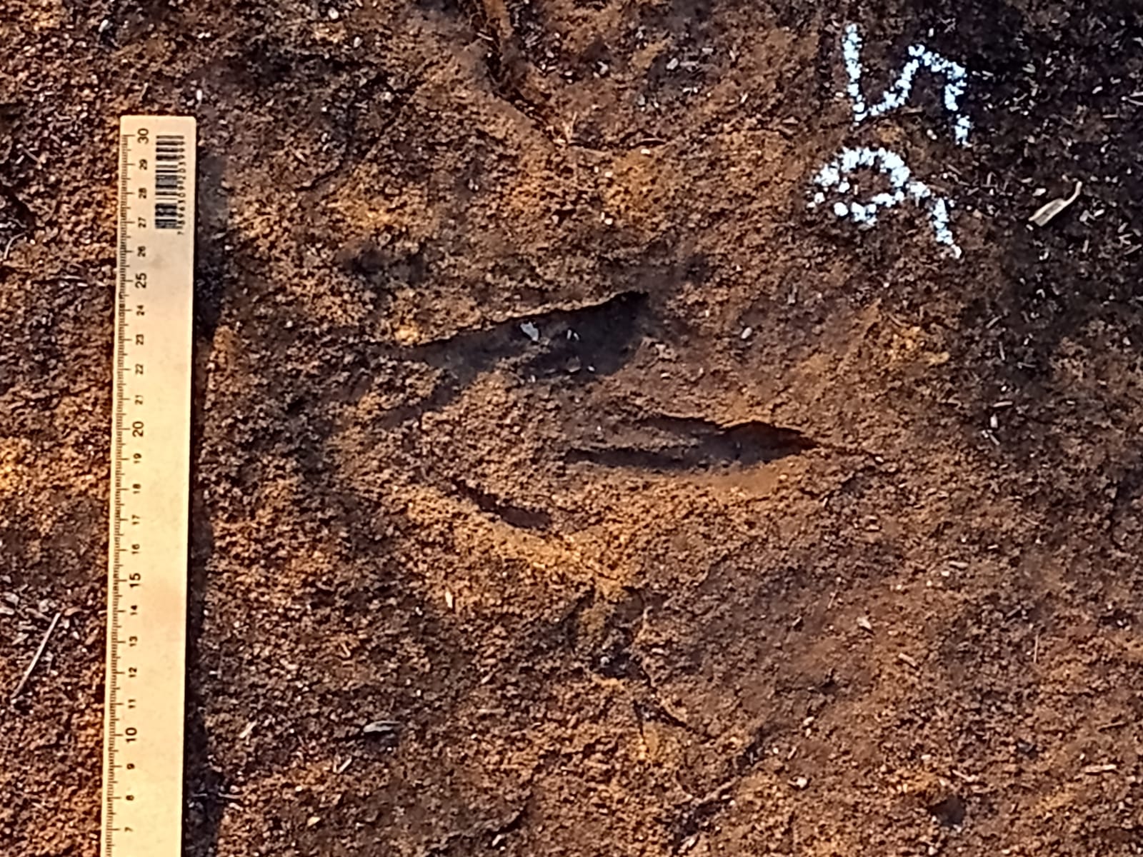Descoberta de pegadas de dinossauros no Maranhão rende à UFMA destaque internacional