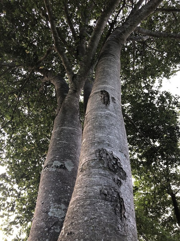 Do soar das matracas maranhenses para a botânica local: pesquisadora da UFMA analisa como é produzido instrumento típico do São João do Maranhão