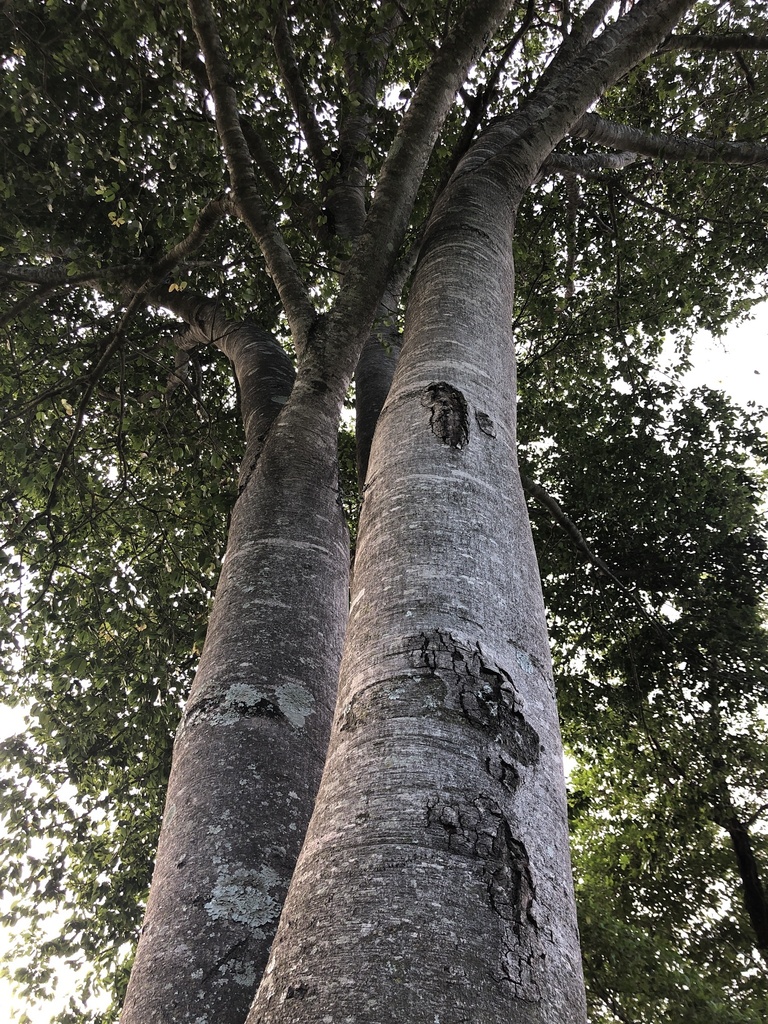 Do soar das matracas maranhenses para a botânica local: pesquisadora da UFMA analisa como é produzido instrumento típico do São João do Maranhão