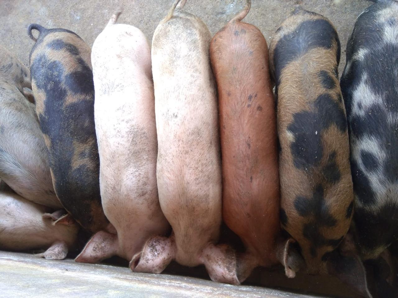 Energia limpa e menos poluição: pesquisa da UFMA aposta em biodigestores para transformar a suinocultura no Maranhão