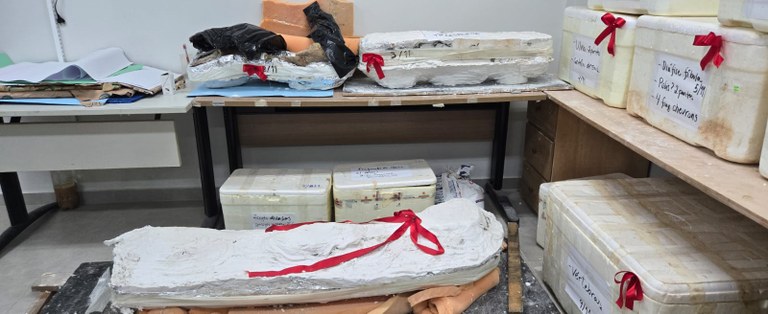 Fósseis de dinossauro encontrado em Davinópolis retornam para o Maranhão com apoio técnico da UFMA