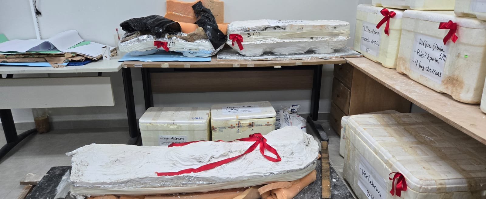 Fósseis de dinossauro encontrado em Davinópolis retornam para o Maranhão com apoio técnico da UFMA