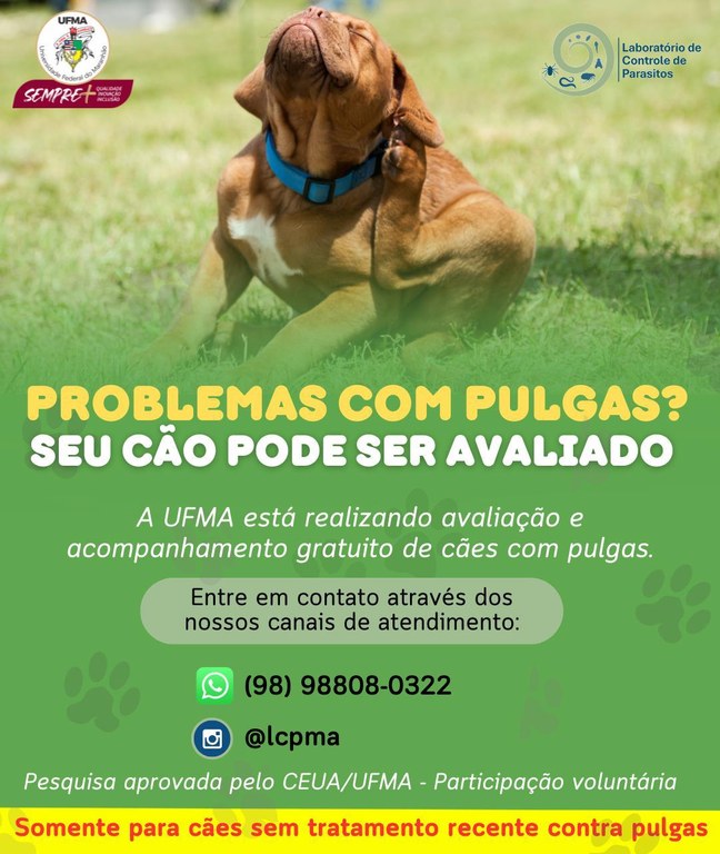 Laboratório da UFMA seleciona cães com pulgas para analisar eficácia de novo xampu pulguicida
