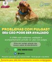 Laboratório da UFMA seleciona cães com pulgas para analisar eficácia de novo xampu pulguicida