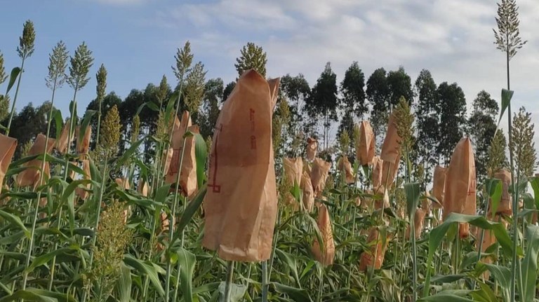 Método sustentável desenvolvido no câmpus Chapadinha aumenta a produtividade das culturas milho