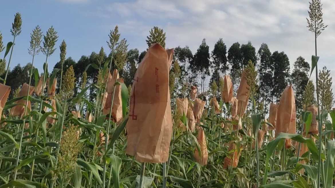 Método sustentável desenvolvido no câmpus Chapadinha aumenta a produtividade das culturas milho