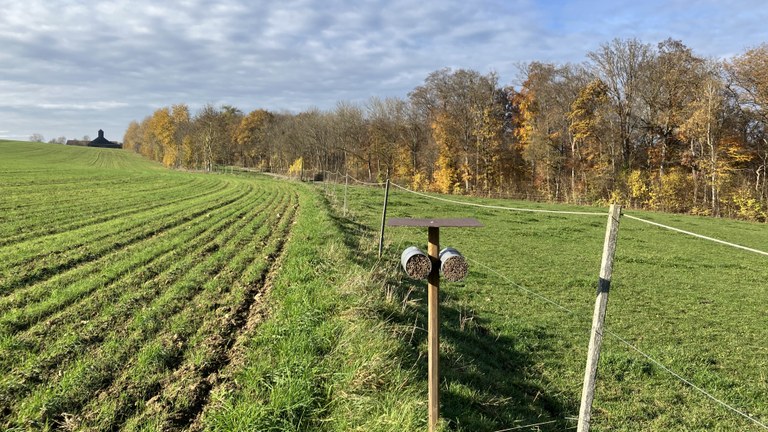Pesquisa da UFMA mostra que agricultura orgânica favorece abelhas solitárias e amplia diversidade alimentar