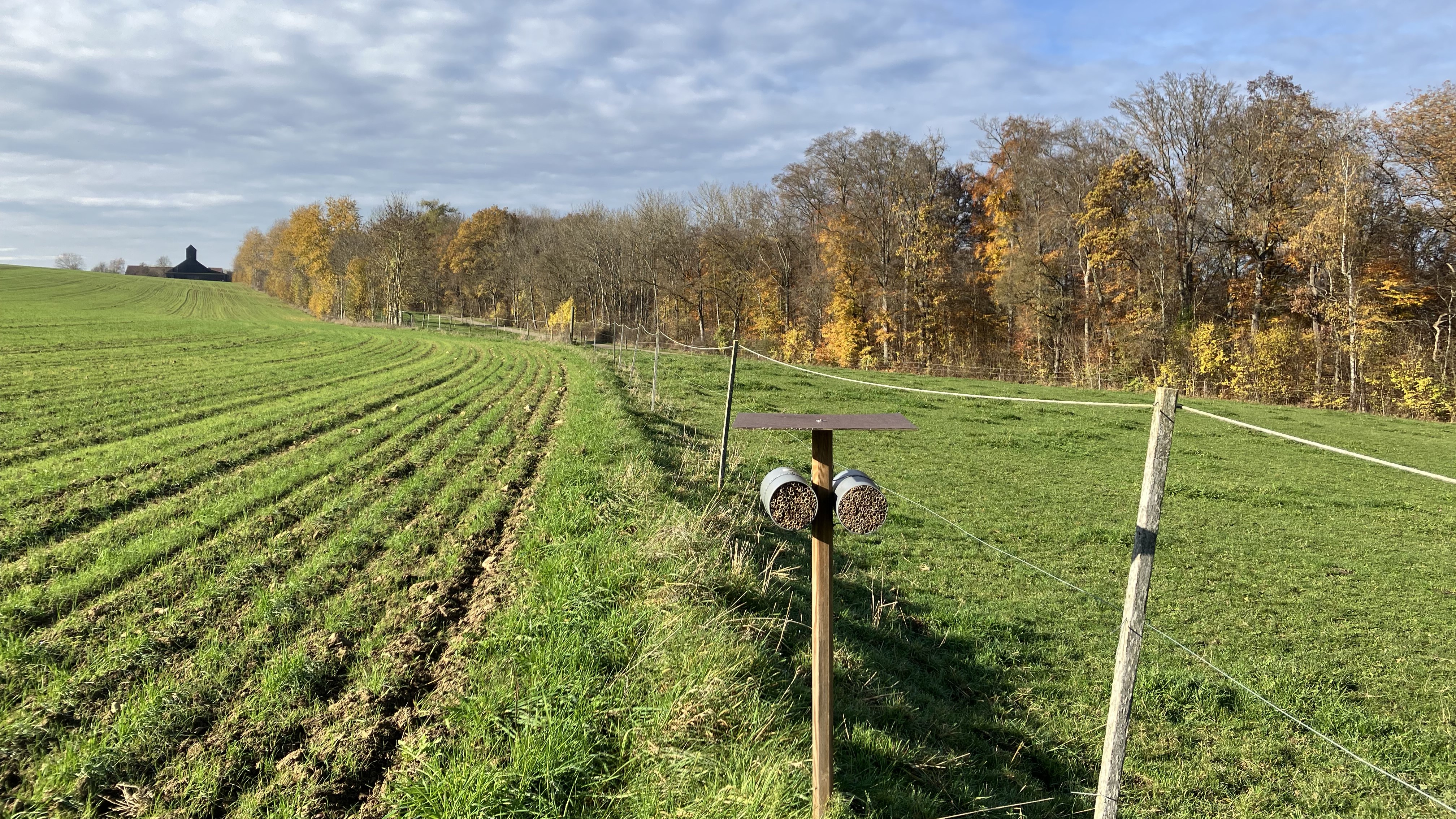 Pesquisa da UFMA mostra que agricultura orgânica favorece abelhas solitárias e amplia diversidade alimentar