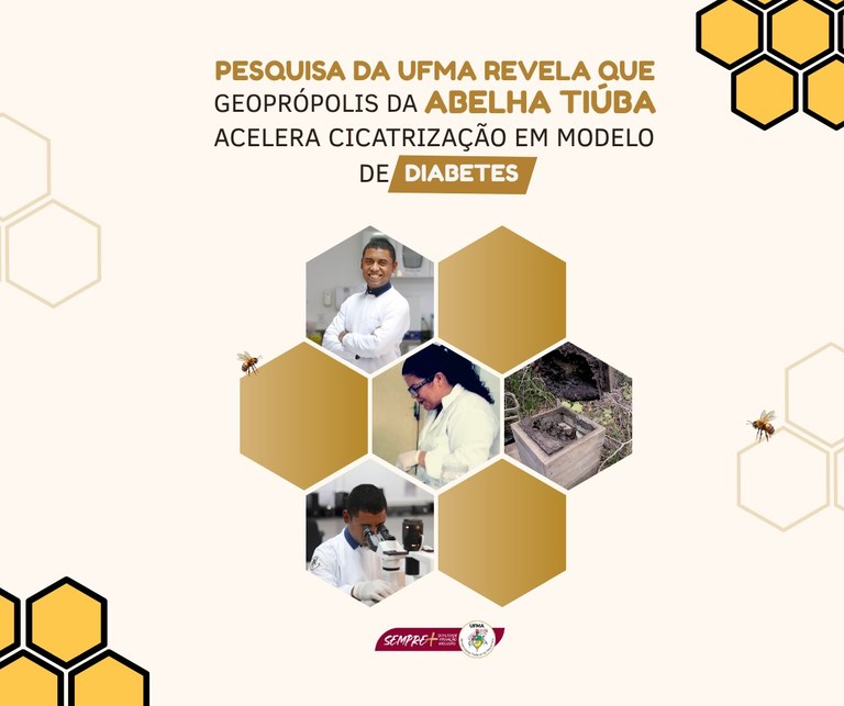 Pesquisa da UFMA revela que geoprópolis da abelha Tiúba acelera cicatrização em modelo de diabetes