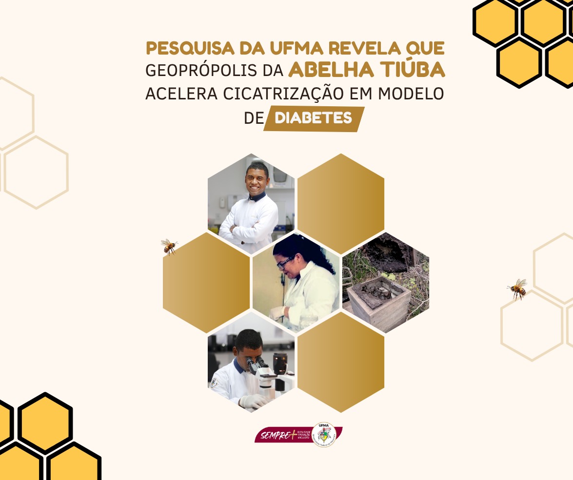 Pesquisa da UFMA revela que geoprópolis da abelha Tiúba acelera cicatrização em modelo de diabetes