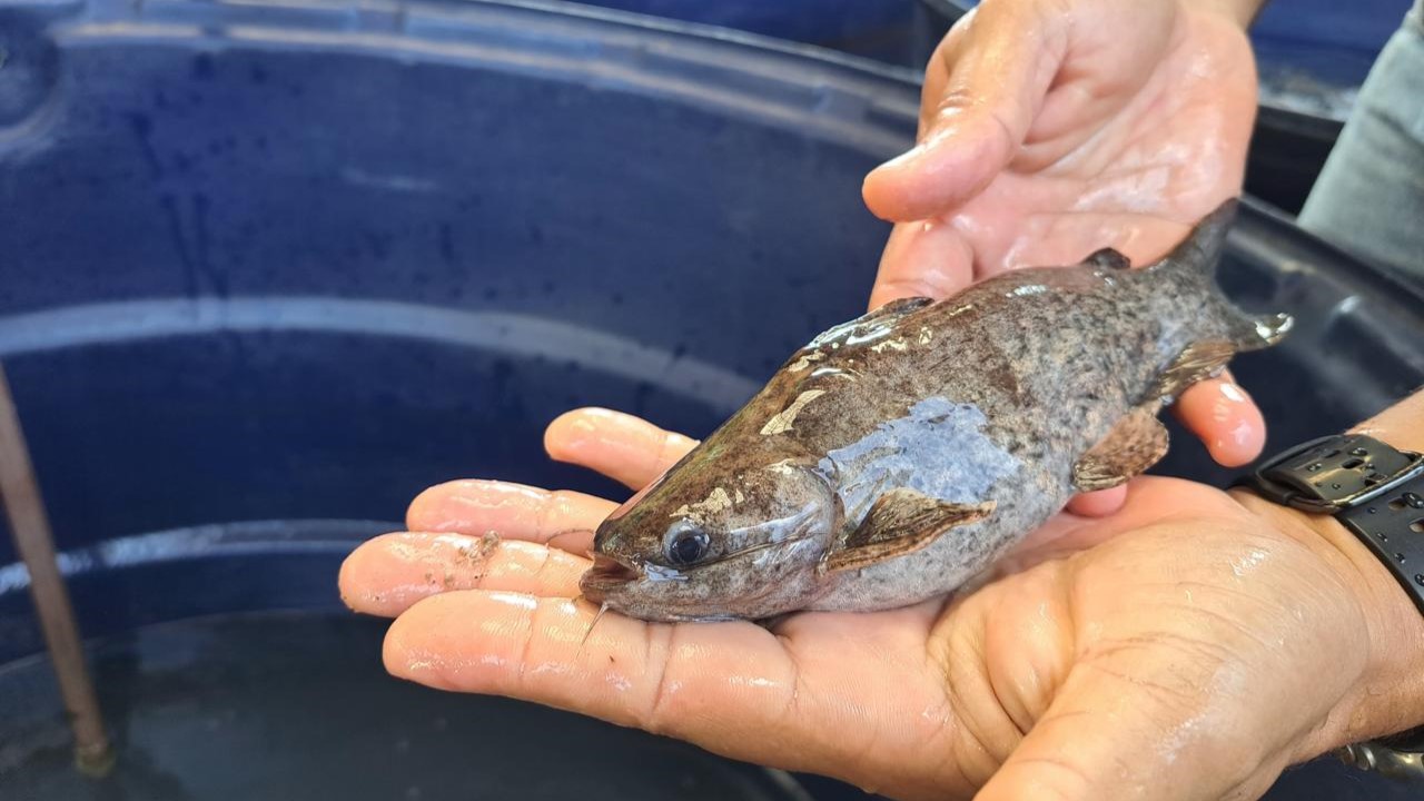 Pesquisa da UFMA revela que menos luz pode melhorar crescimento e imunidade de peixe nativo da Baixada Maranhense
