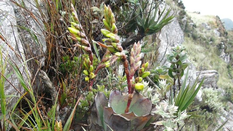 Pesquisador da UFMA descreve uma nova espécie de Bromélia