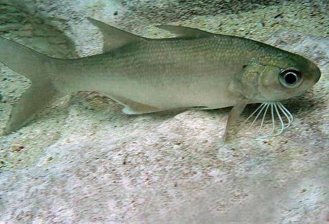 Pesquisadores da UFMA contribuem para descoberta de nova espécie de crustáceo no litoral maranhense