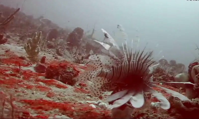 Primeiro registro de espécie invasora no Maranhão é também recorde de profundidade no Brasil.jpg