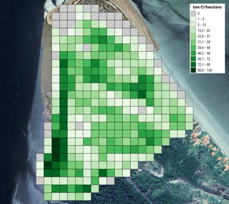 Realizado por pesquisadores da UFMA, escaneamento 3D revela estoques de carbono azul dos manguezais maranhenses