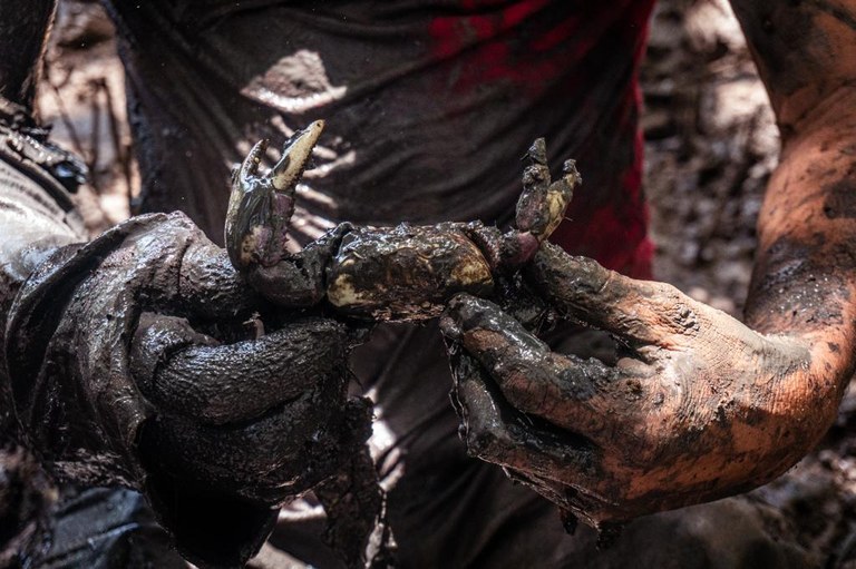 UFMA firma parcerias com Sedes e MPA para desenvolvimento da cadeia produtiva do Caranguejo-uçá, em Araioses