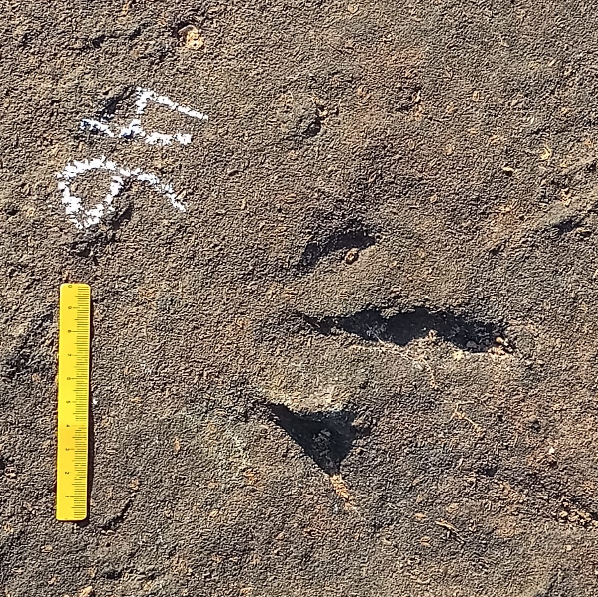 O sítio de pegadas de dinossauros fica às margens do Rio Mosquito, em Fortaleza dos Nogueiras, sul do Maranhão