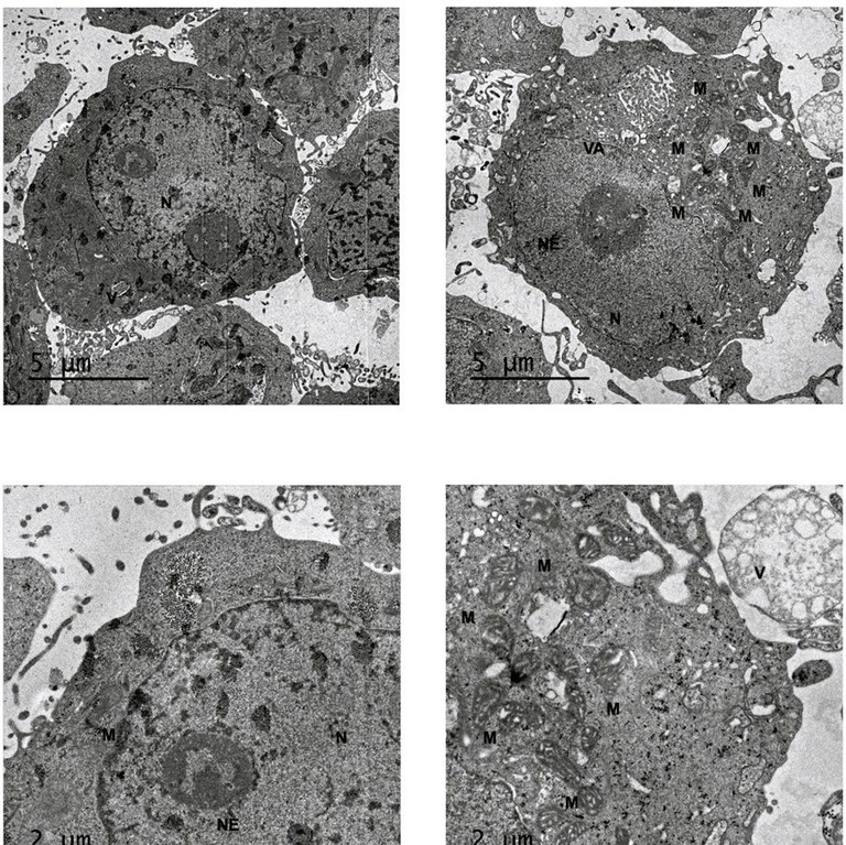 Estudantes do IEMA desenvolvem sistema de monitoramento ambiental para pescadores.jpg