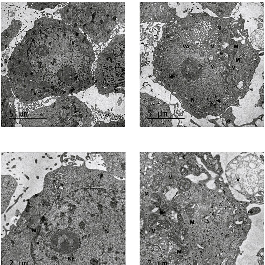 Estudantes do IEMA desenvolvem sistema de monitoramento ambiental para pescadores.jpg