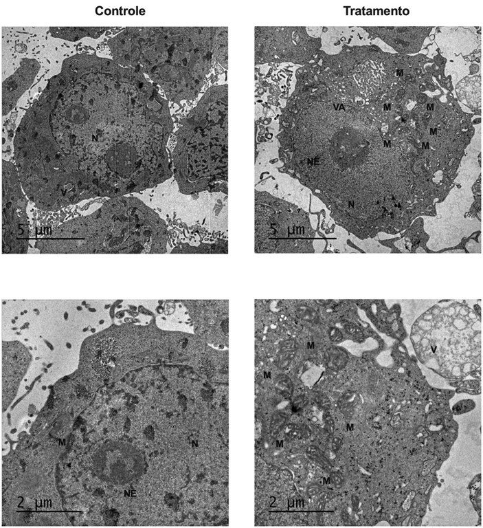 Estudantes do IEMA desenvolvem sistema de monitoramento ambiental para pescadores