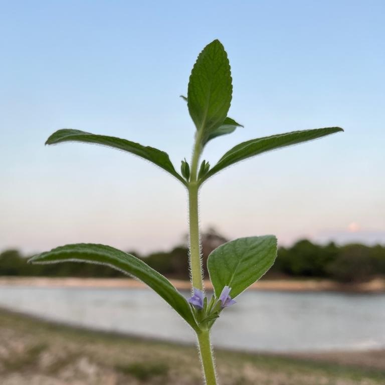 Extrato natural do Maranhão combate mosquito da dengue