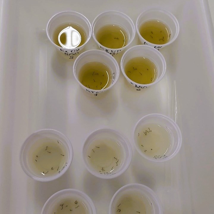 Aplicação de extrato da D. Riparius sobre larvas de mosquito em copos. O objetivo é observar o efeito do produto sobre a sobrevivência ou desenvolvimento das larvas em condições experimentais em 24 e 48 horas