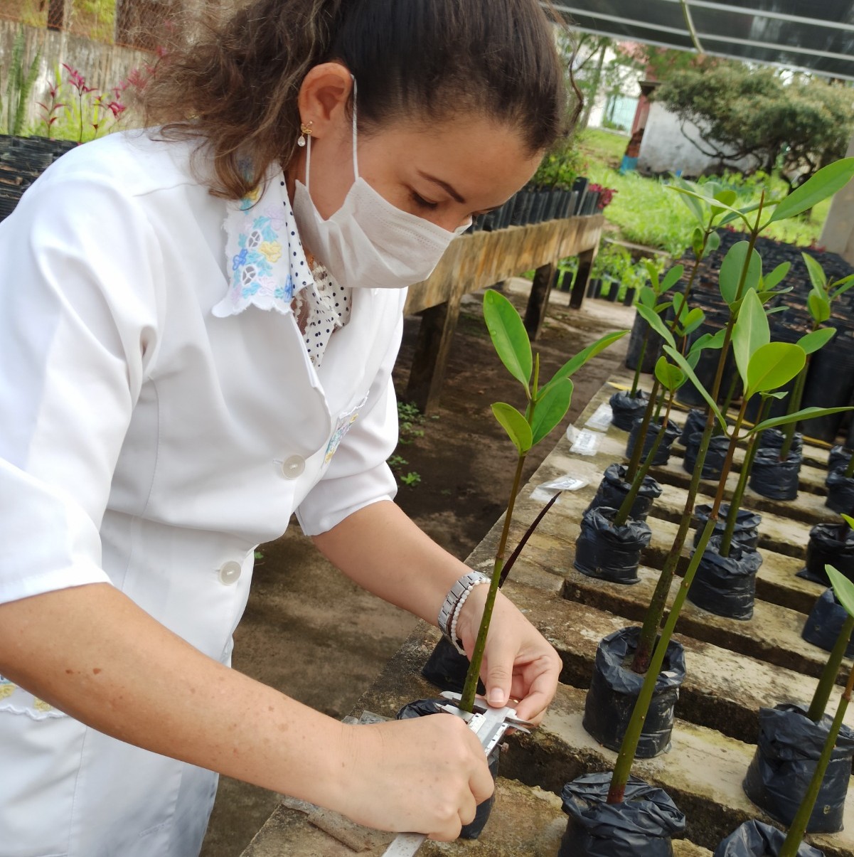 Coletando amostras das mudas no viveiro do Centro de Recuperação de Manguezais da UFMA