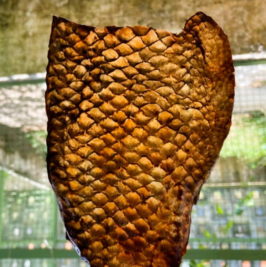 O material final apresentou coloração marrom-avermelhada, característica do extrato de cajueiro, e textura firme, sem cheiro de peixe