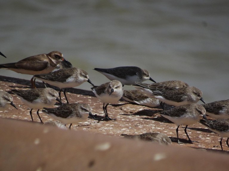 Maçarico Rasteirinho - Calidris Pusilla - e Batuíra se Bando - Charadius Semipalmatus - descansando no Porto do Itaqui - Acervo Pessoal