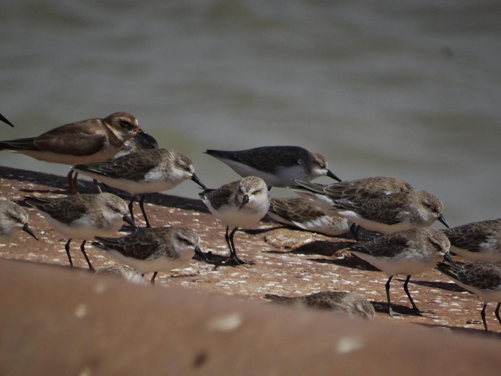 Maçarico Rasteirinho - Calidris Pusilla - e Batuíra se Bando - Charadius Semipalmatus - descansando no Porto do Itaqui - Acervo Pessoal