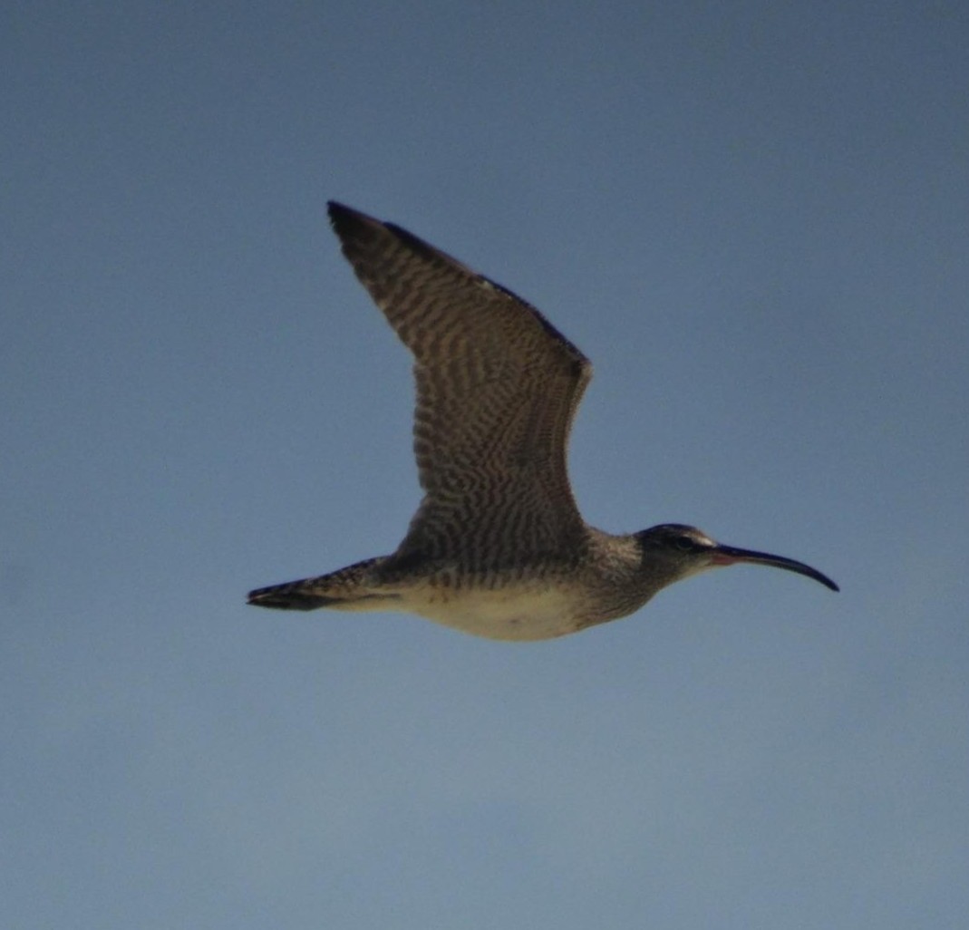 Maçarico de bico torto voando - Acervo Pessoal.jpg