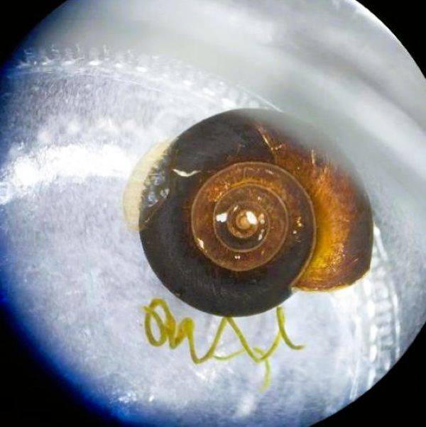 Ovos do caramujo da espécie B. Glabrata presentes na concha vista sob o estereomicroscópio 2.jpg Ovos do caramujo da espécie B. Glabrata presentes na concha vista sob o estereomicroscópio 2.jpg