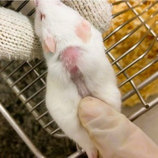 Processo de indução do tumor sólido de Erlich em camundongos - Copia.jpg