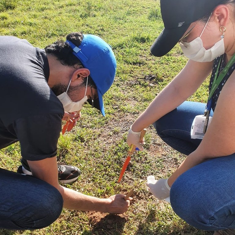 Coleta de leveduras em solo de fazenda de Itapecuru