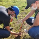Coleta de leveduras em solo de fazenda de Itapecuru