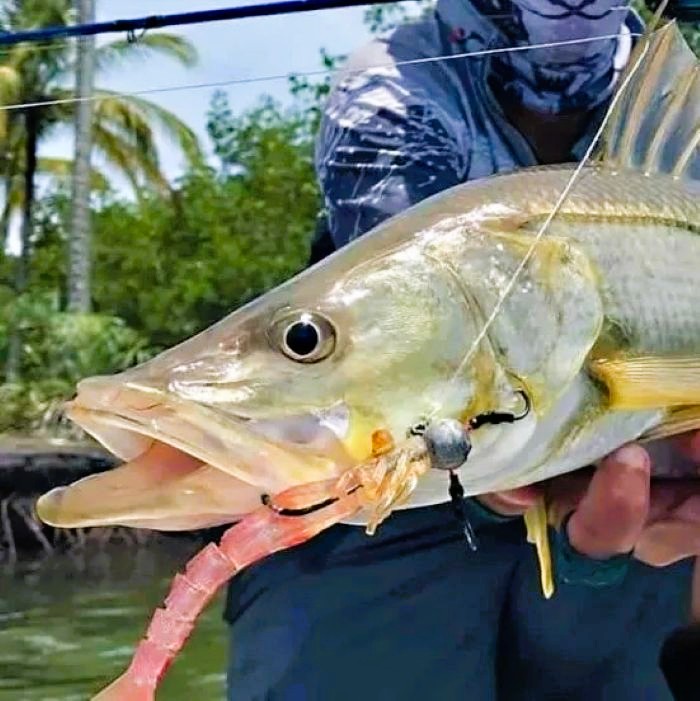 Centropomus undecimalis mais conhecido como Robalo Flecha.jpg