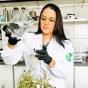 Óleo essencial extraído das partes aéreas da espécie Pectis brevipedunculata - Asteraceae - por meio do método de hidrodestilação