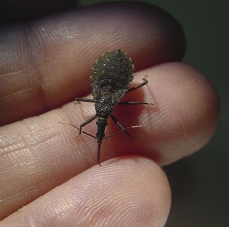 Projeto de extensão combate desinformação sobre doença de chagas