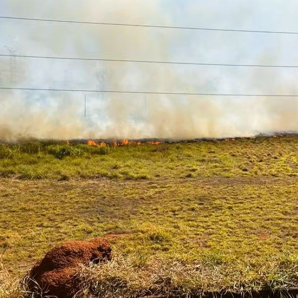 Regeneração pós-fogo e pós-pasto afeta comunidade de minhocas